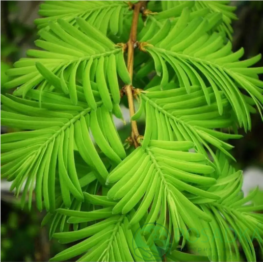 картинка Метасеквойя китайская 