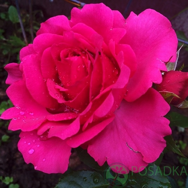 картинка Роза флорибунда Фредерик Шопен 