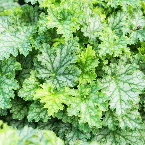 картинка Гейхера lime swizzle 