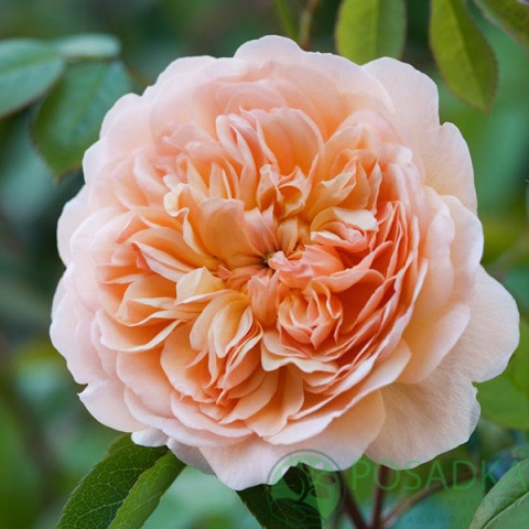 картинка Роза английская Порт Санлайт (Port Sunlight) С2 