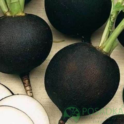 картинка Редька Негритянка семена (2гр) 