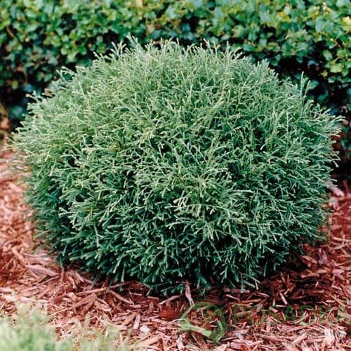 картинка Туя западная Мистер Боулинг Болл  