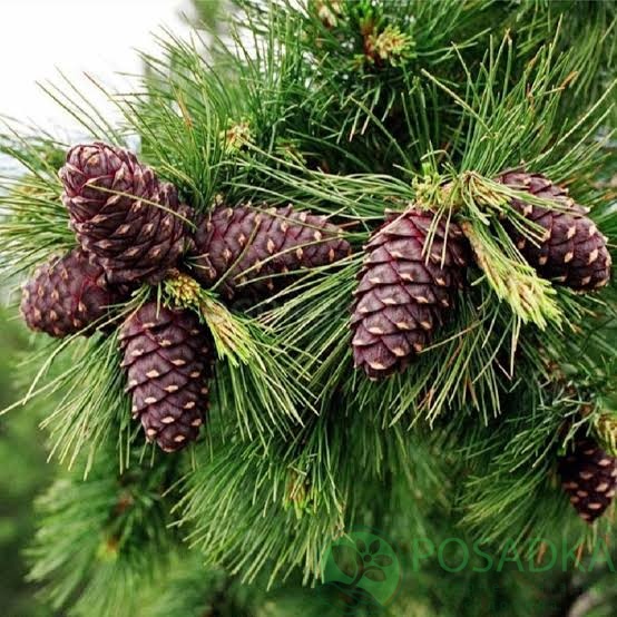 картинка Сосна Кедровая (Pinus cembra) 