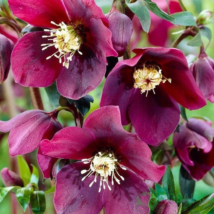 картинка Морозник Red Hybrids 