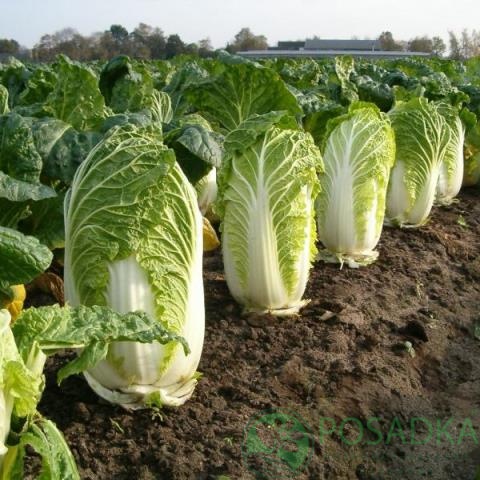 картинка Семена Капуста пекинская Мереживо 0,5 г, SeedEra 