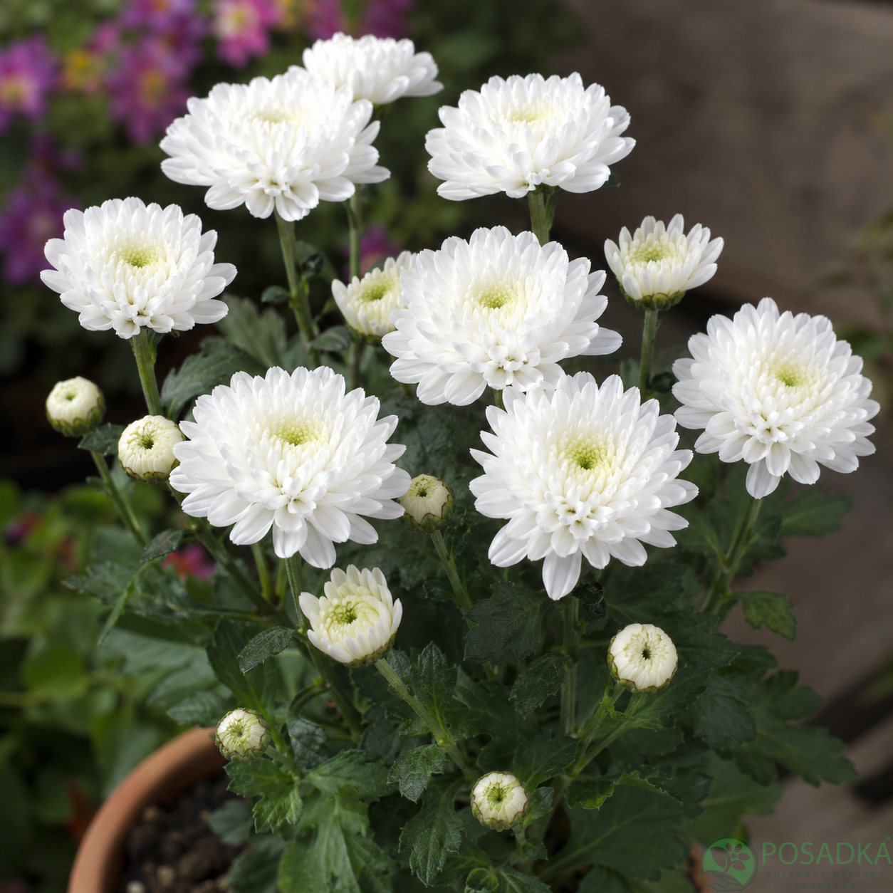 картинка Хризантема Euro White (контейнер С3) 