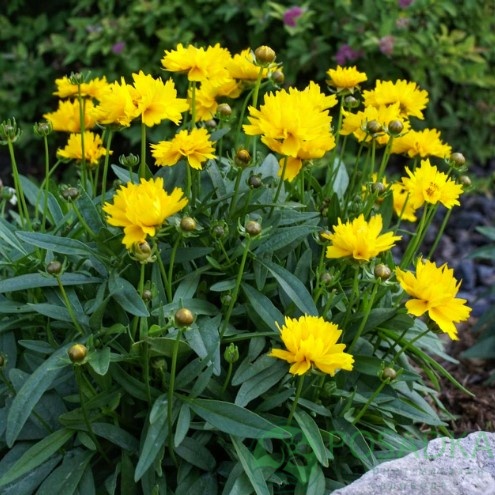 картинка Кореопсис крупноцветковый Престо 