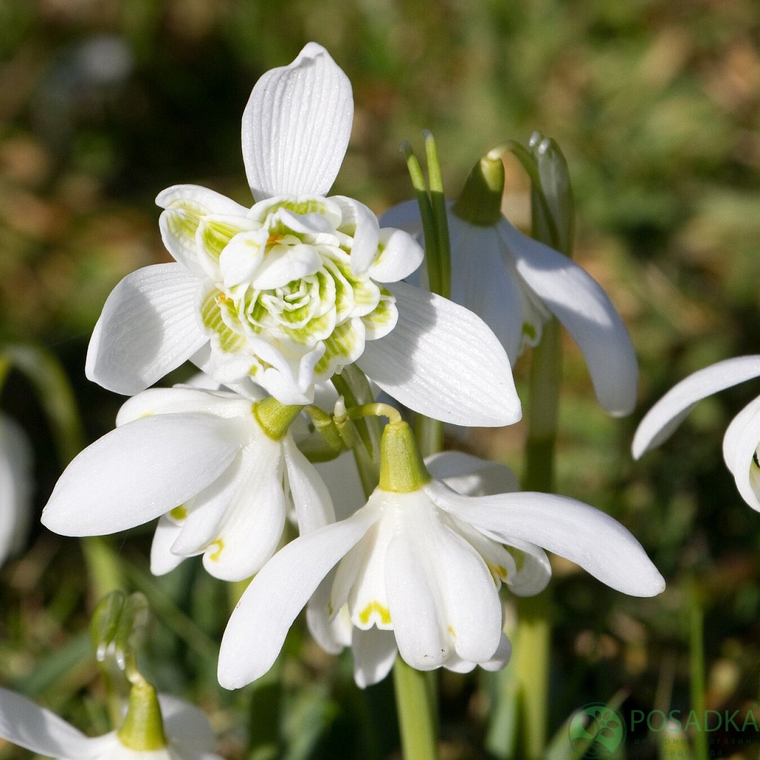 картинка Подснежник Flore Pleno картинка Подснежник Flore Pleno