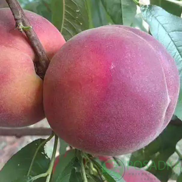 картинка Персик Экстрим 436 