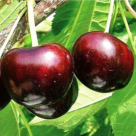 картинка Черешня Саммит 