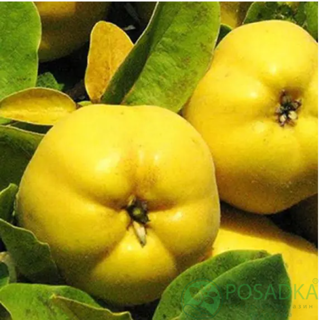 картинка Айва яблоковидная Константинопольская 