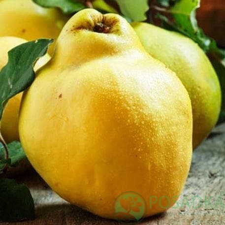 картинка Айва грушевидная Кубанская урожайная 