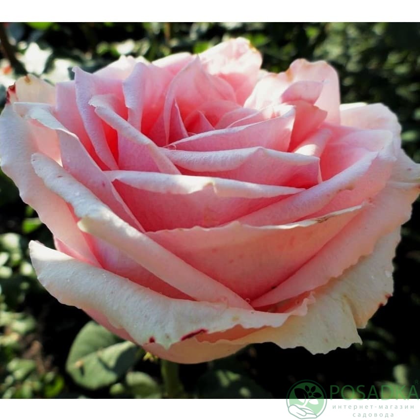 картинка Роза чайно-гибридная Кинг Конг 