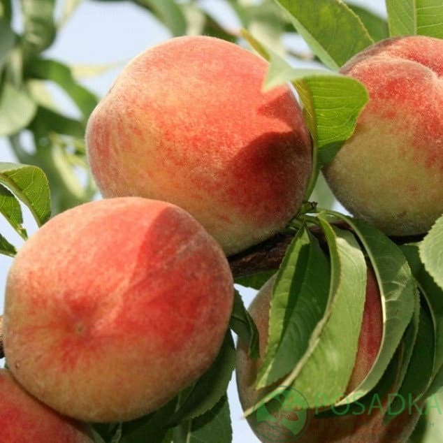 картинка Персик Еллоу Пич 