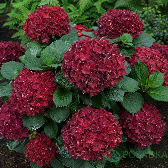 картинка Гортензия крупнолистная Magical Ruby Red 