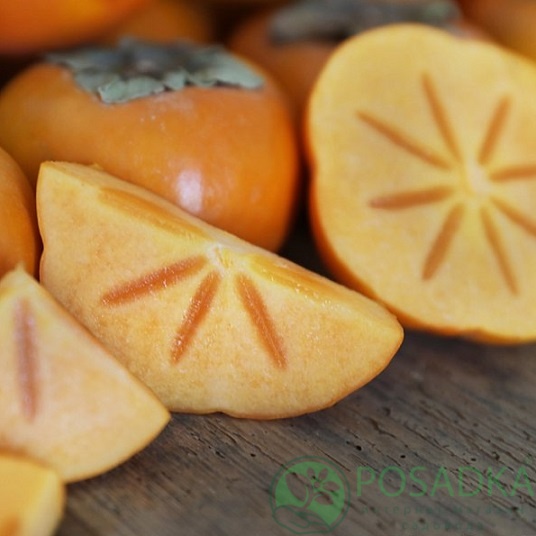 картинка Хурма Фуйю (привитая) 