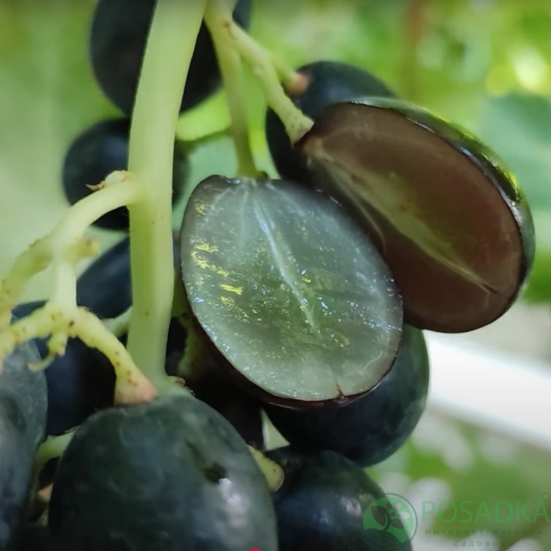 картинка Виноград кишмиш Пандора 