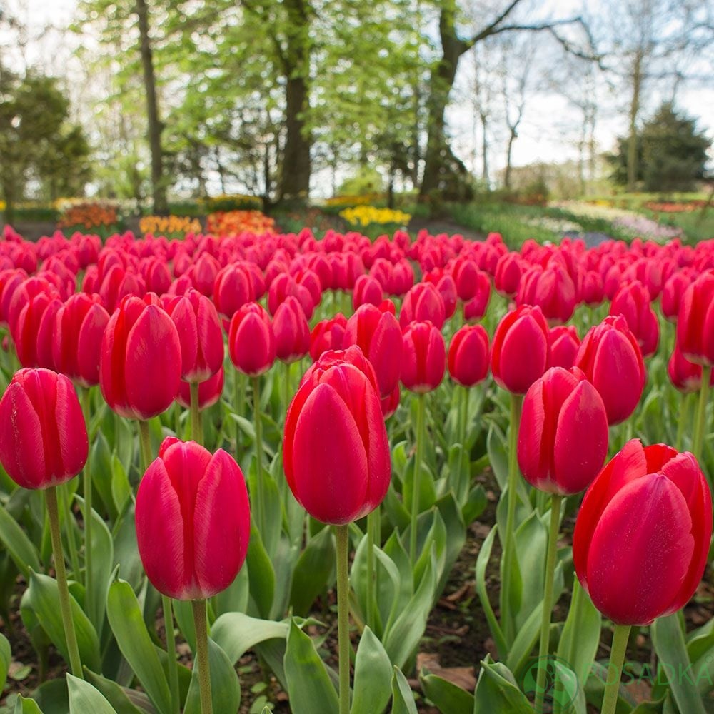 картинка Тюльпан Cherry Delight 