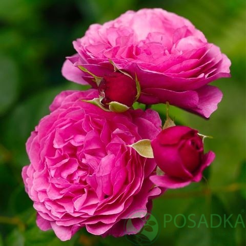 картинка Роза флорибунда Кейфф Фасет (Kaffe Fasset) 