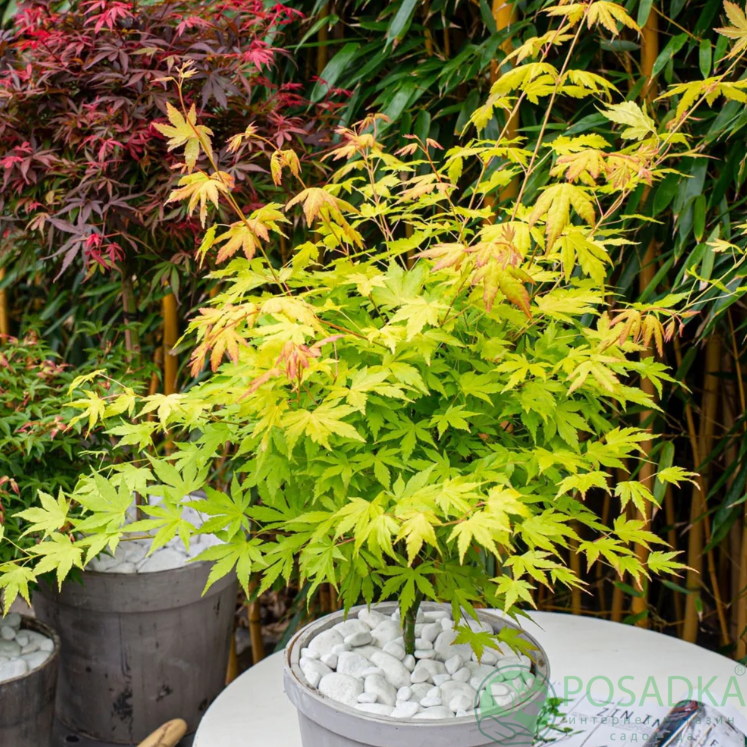 картинка Клен японский 