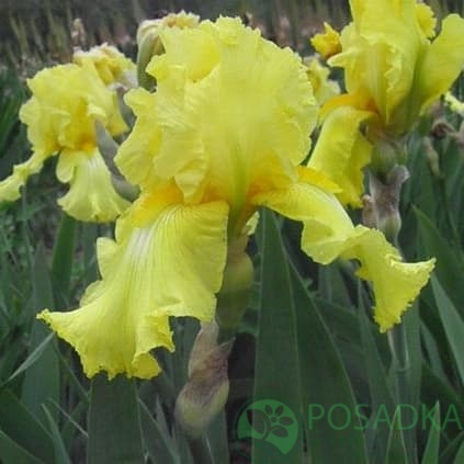картинка Ирис germanica Lime Fizz 