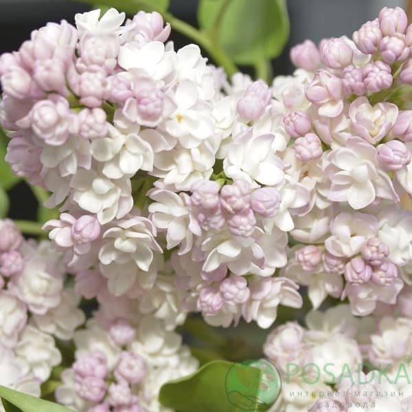 картинка Сирень обыкновенная Красавица М 