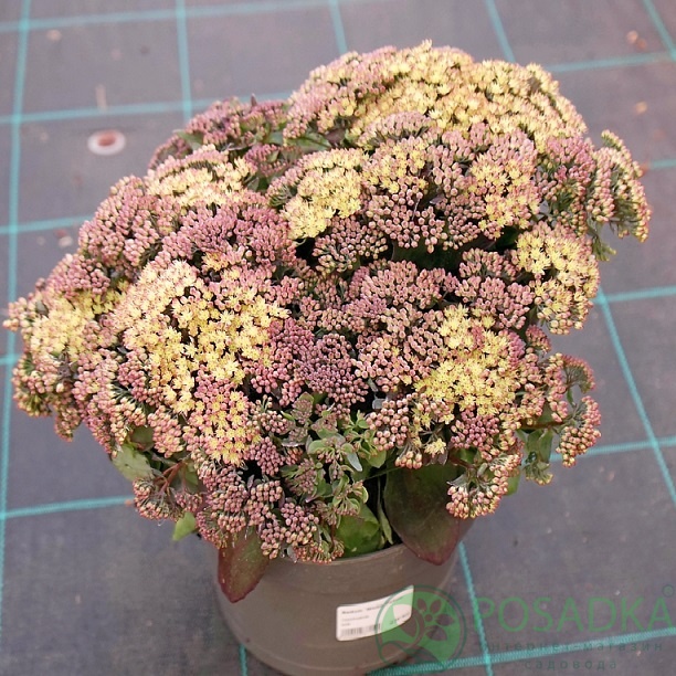 картинка Очиток (седум) Globe Yellow 