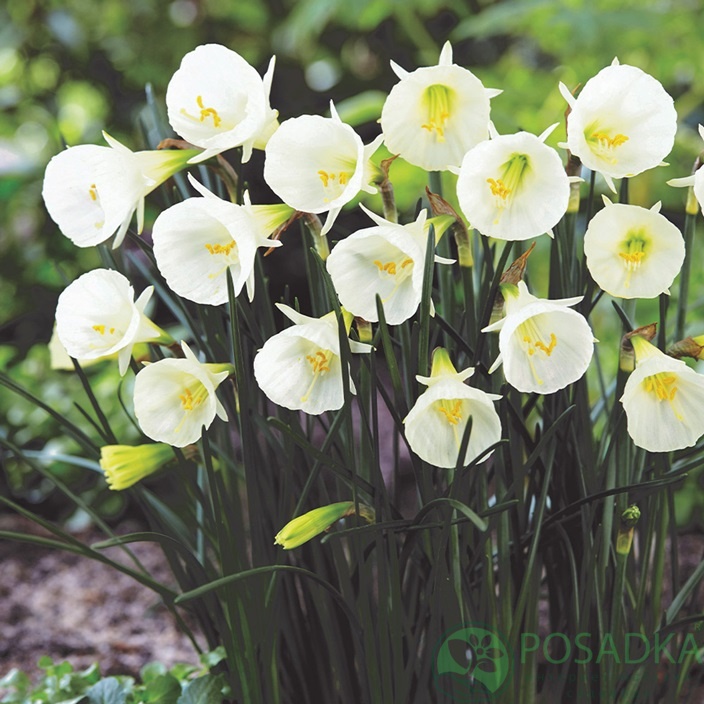 картинка Нарцисс Arctic Bells (3 шт) р9  картинка Нарцисс Arctic Bells (3 шт) р9