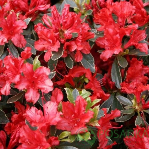 картинка Азалия японская Hot Shot 