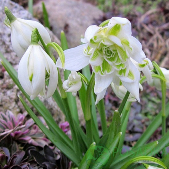 картинка Подснежник Flore Pleno картинка Подснежник Flore Pleno