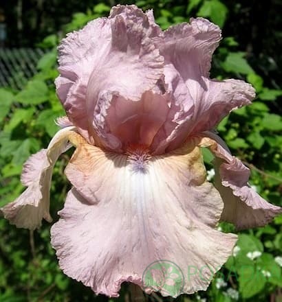 картинка Ирис бородатый Blue Chip Pink 