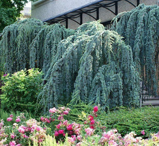картинка Кедр ливанский Atlantica Glauca Pendula  