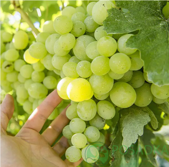 картинка Виноград Белоснежка 