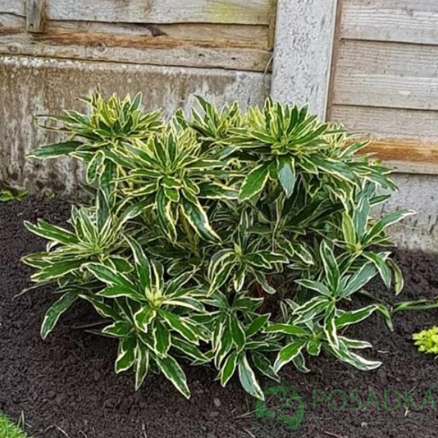 картинка Рододендрон понтийский Вариегатум 