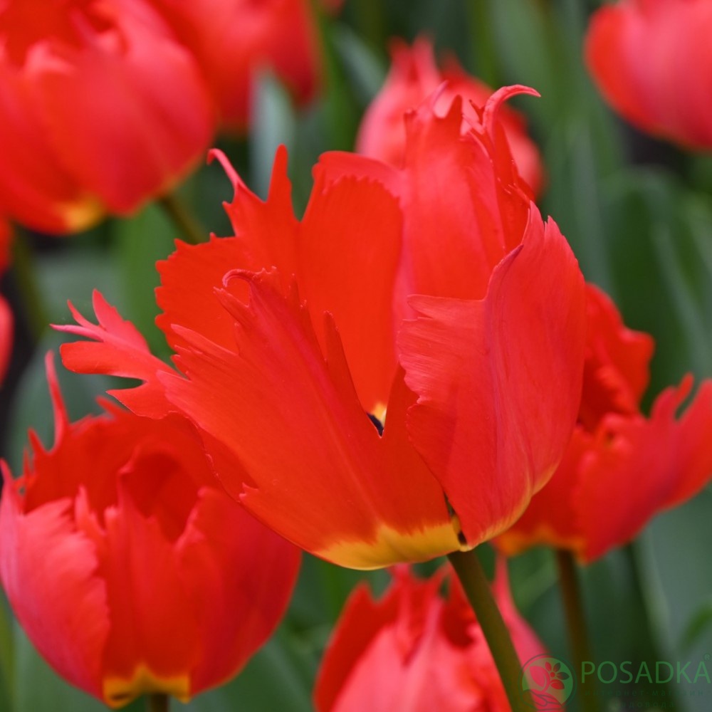 картинка Тюльпан Robbedoes  картинка Тюльпан Robbedoes