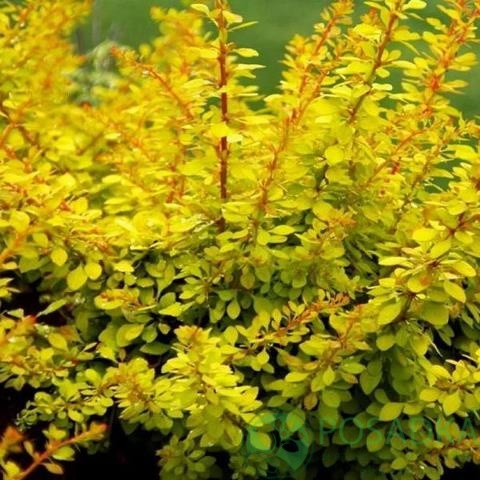 картинка Барбарис Тунберга Golden Dream 