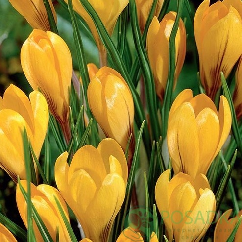 картинка Крокус Golden Yellow  картинка Крокус Golden Yellow