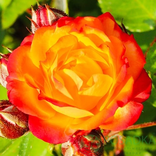 картинка Роза флорибунда Rumba 3л 