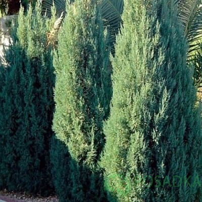 картинка Можжевельник китайский Блю Поинт 2л 