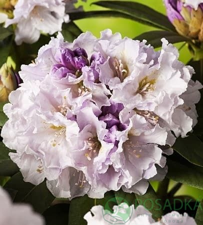 картинка Рододендрон гибридный Eskimo 