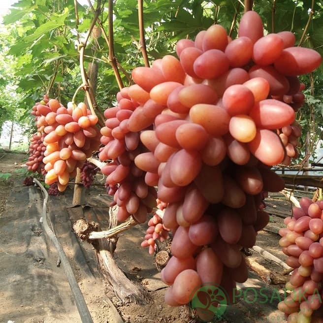 картинка Виноград Казанова 