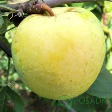 картинка Яблоня Антоновка 