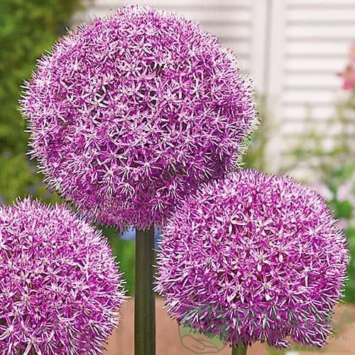 картинка Аллиум Party Balloons картинка Аллиум Party Balloons