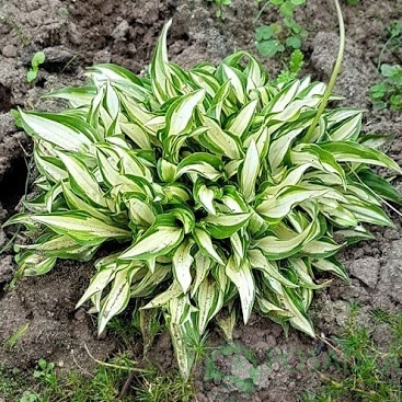 картинка Хоста Teeny Weeny Bikini 