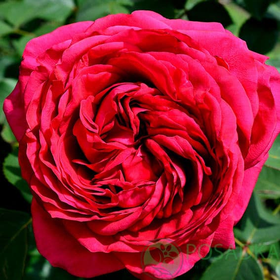 картинка Роза флорибунда 4 ветров (Ля Роз де Катрэ Вен) 