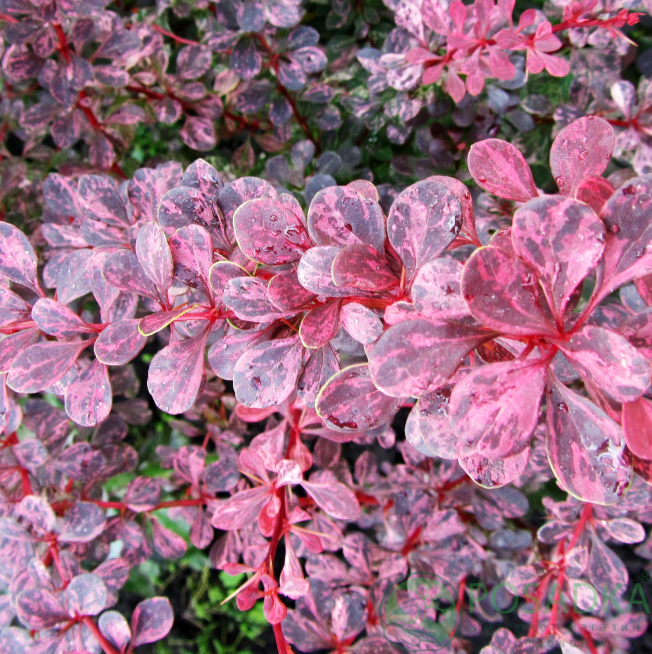 картинка Барбарис Тунберга Pink Queen 