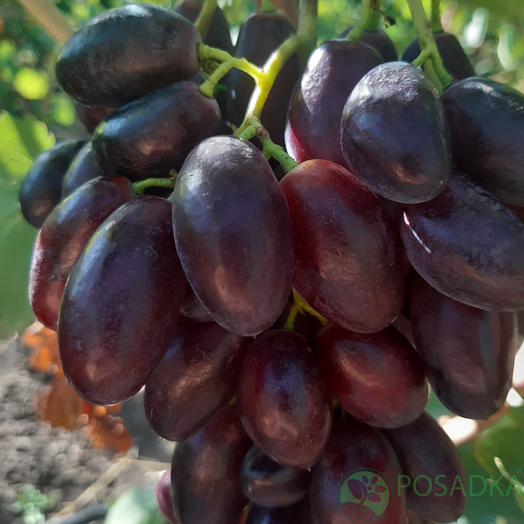 картинка Виноград Джованни 