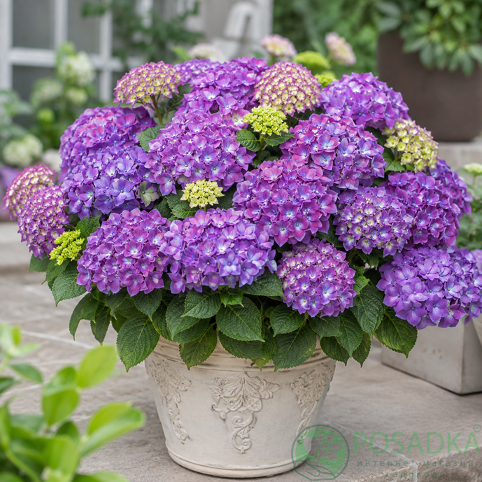 картинка Гортензия крупнолистная Tabletensia® Purple 