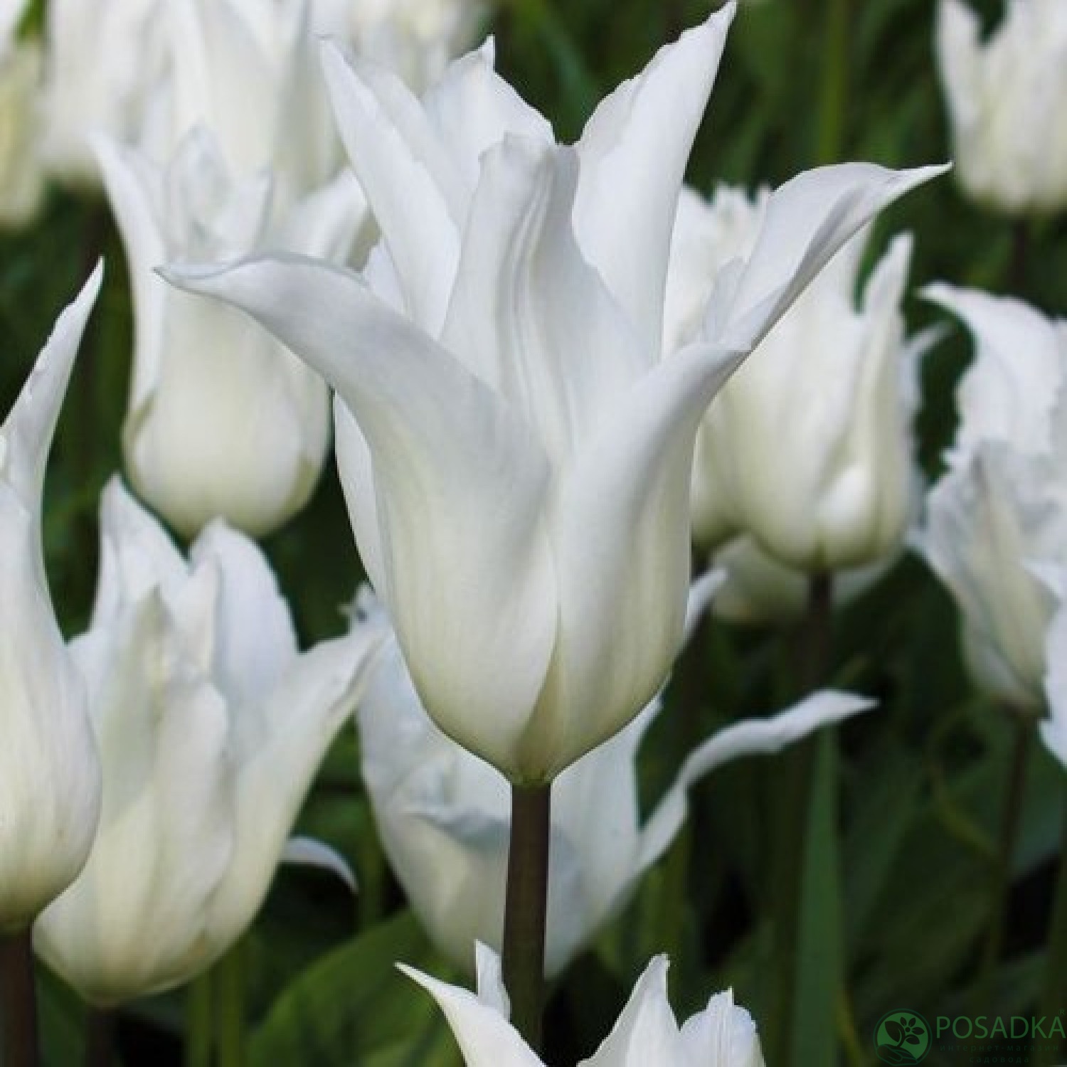 картинка Тюльпан White Triumphator 