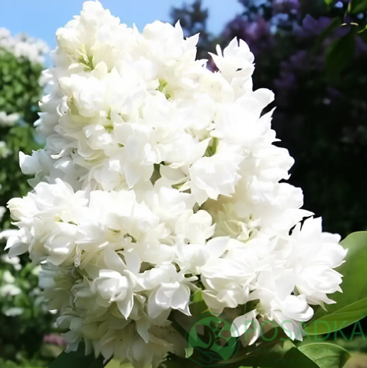 картинка Сирень Леся Украинка 